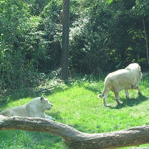 Philadelphia Zoo 2010 - White African Lions