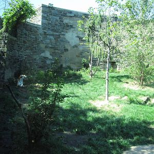Philadelphia Zoo 2010 - First part of Amur Tiger exhibit in Big Cat Falls