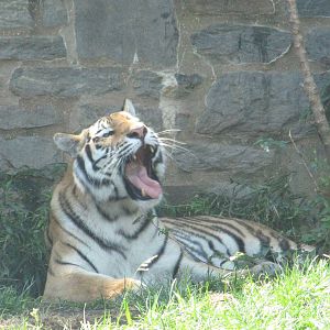 Philadelphia Zoo 2010 - Amur Tiger