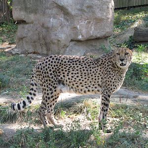 Philadelphia Zoo 2010 - Cheetah
