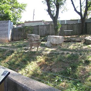 Philadelphia Zoo 2010 - Part of Cheetah exhibit