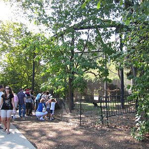 Philadelphia Zoo 2010 - Front of mixed Spider Monkey enclosure