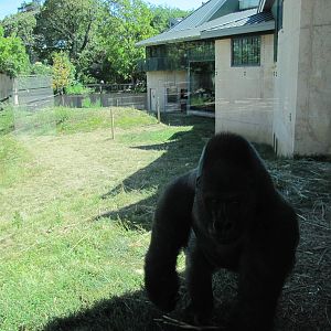 Philadelphia Zoo 2010 - Part of Gorilla outdoor exhibit and someone who did