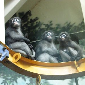 Philadelphia Zoo 2010 - Spectacled Langurs in PECO Primate Reserve