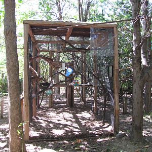 Philadelphia Zoo 2010 - Golden Lion Tamarin enclosure