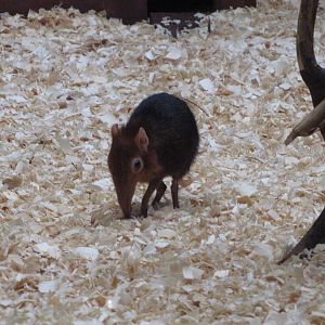 Philadelphia Zoo 2010 - Giant Elephant Shrew in Rare Animal Conservation Ce