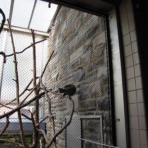 Philadelphia Zoo 2010 - Part of Kea exhibit in Rare Animal Conservation Cen