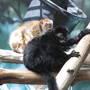 Philadelphia Zoo 2010 - Blue-eyed Lemur in Rare Animal Conservation Center