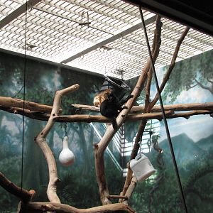 Philadelphia Zoo 2010 - Blue-eyed Lemur exhibit in Rare Animal Conservation