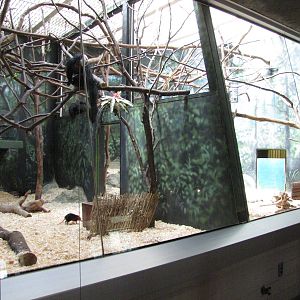 Philadelphia Zoo 2010 - White-faced Saki exhibits in Rare Animal Conservati
