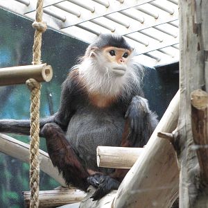 Philadelphia Zoo 2010 - Red-shanked Douc Langur