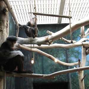 Philadelphia Zoo 2010 - Red-shanked Douc Langur exhibit