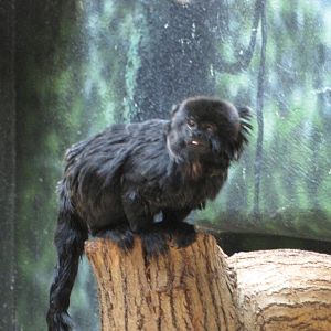 Philadelphia Zoo 2010 - Goeldis Monkey in Rare Animal Conservation Center
