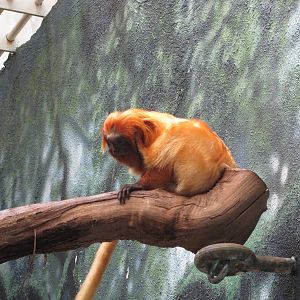 Philadelphia Zoo 2010 - Golden Lion Tamarin in Rare Animal Conservation Cen
