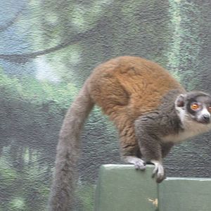 Philadelphia Zoo 2010 - Mongoose Lemur in Rare Animal Conservation Center
