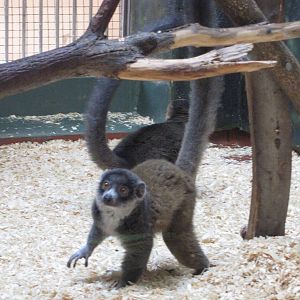 Philadelphia Zoo 2010 - Mongoose Lemur in Rare Animal Conservation Center