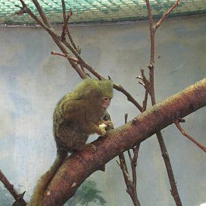 Philadelphia Zoo 2010 - Pigmy Marmoset in Rare Animal Conservation Center