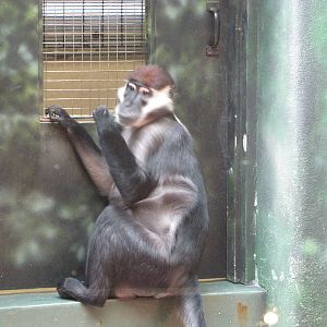 Philadelphia Zoo 2010 - Red-Capped Mangabey in Rare Animal Conservation Cen