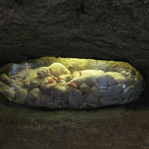 Philadelphia Zoo 2010 - Naked Mole Rats in Rare Animal Conservation Center