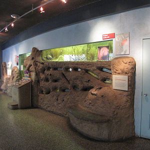 Philadelphia Zoo 2010 - Naked Mole Rat exhibit in Rare Animal Conservation