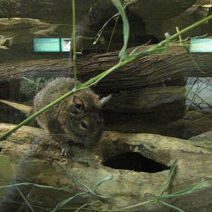 Philadelphia Zoo 2010 - Degu in Small Mammal House