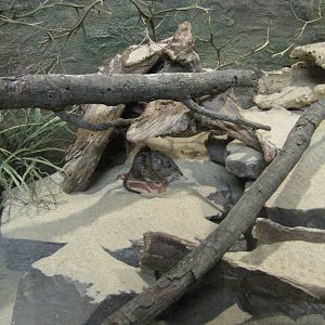 Philadelphia Zoo 2010 - Short-eared Elephant Shrew in Small Mammal House
