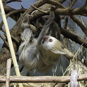 Philadelphia Zoo 2010 - Hoffmans Two-toed Sloth in Small Mammal House