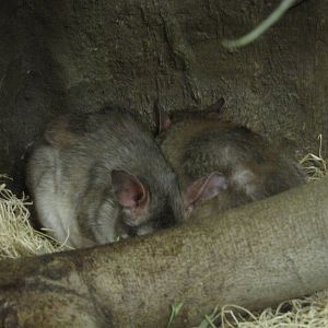 Philadelphia Zoo 2010 - Madagascar Giant Jumping Rat in Small Mammal House