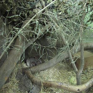 Philadelphia Zoo 2010 - Madagascar Giant Jumping Rat exhibit in Small Mamma