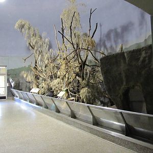 Philadelphia Zoo 2010 - Open exhibit for Hoffmans Two-toed Sloth and Brazil