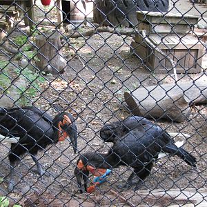 Philadelphia Zoo 2010 - Southern Ground Hornbill