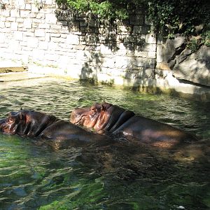 Philadelphia Zoo 2010 - Nile Hippopotamus