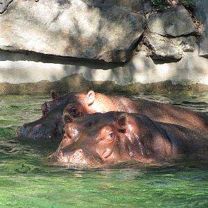 Philadelphia Zoo 2010 - Nile Hippopotamus