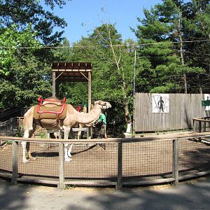 Philadelphia Zoo 2010 - Arabian Camel ride
