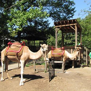 Philadelphia Zoo 2010 - Arabian Camel ride