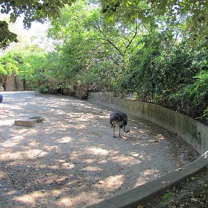 Philadelphia Zoo 2010 - Ostrich in African Plaines
