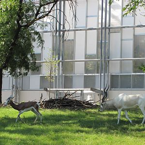 Philadelphia Zoo 2010 - Mhorr Gazelle and Addax in African Plains