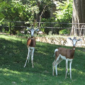 Philadelphia Zoo 2010 - Mhorr Gazelles in African Plains