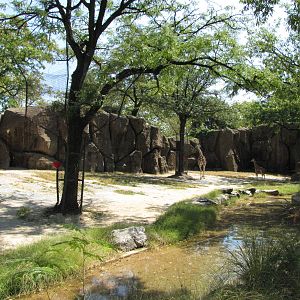 Philadelphia Zoo 2010 - Giraffe exhibit in African Plains