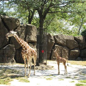 Philadelphia Zoo 2010 - Giraffe mother and calf in African Plains