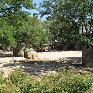 Philadelphia Zoo 2010 - Southern White Rhinoceros exhibit in African Plains