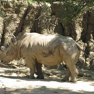 Philadelphia Zoo 2010 - Southern White Rhinoceros in African Plains