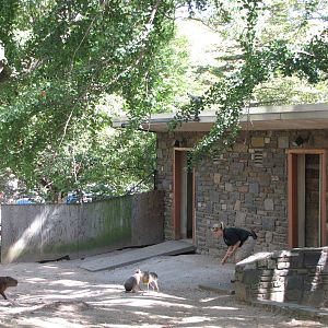 Philadelphia Zoo 2010 - Capybara comes running when its keeper calls