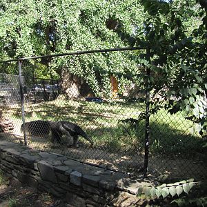 Philadelphia Zoo 2010 - Front of Giant Anteater enclosure