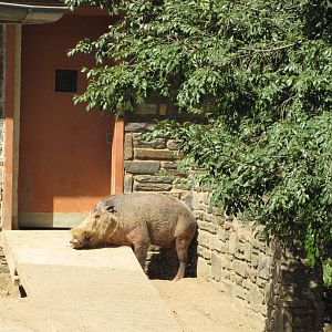 Philadelphia Zoo 2010 - Bornean Bearded Pig