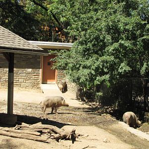 Philadelphia Zoo 2010 - Bornean Bearded Pig