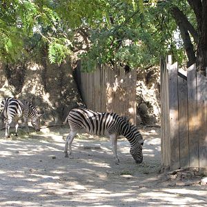 Philadelphia Zoo 2010 - Common Zebra in African Plains
