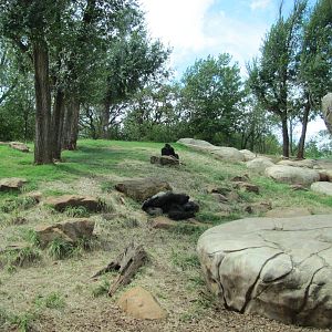 Oklahoma City Zoo 2010 - Part of Gorilla outdoor exhibit