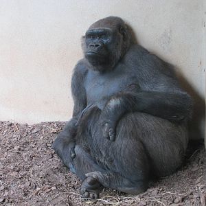 Oklahoma City Zoo 2010 - Gorilla