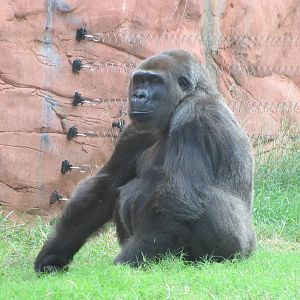 Oklahoma City Zoo 2010 - Gorilla